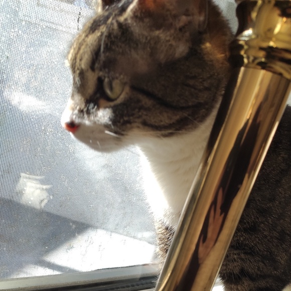 Meet your Posher, Jerry - Picture 1 of 1